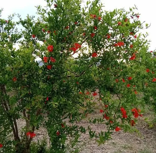 Narlibahce * Ортаджа